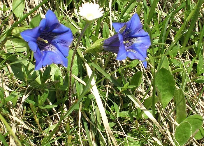 Chalet Brandhof - Am Berg Ramsau am Dachstein